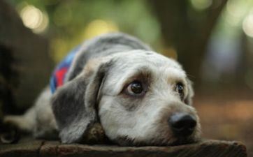 1982年属狗人2024年全年运势详解