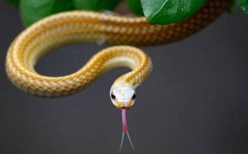 属羊妈妈属蛇爸爸生猪宝宝好吗