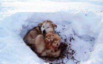 属相狗：春秋季出世的属狗人性情特点