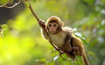 1980年属猴人最旺十年什么时分运势最好