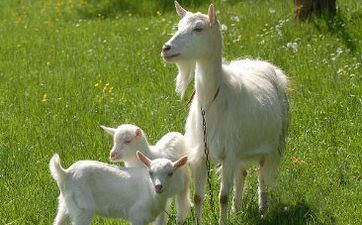 属羊人最不合财的属相