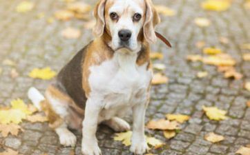 属狗女2024年健康运一般 需多加留心