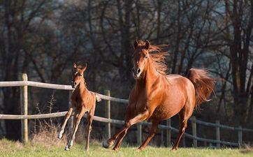 78属马最难熬的年纪