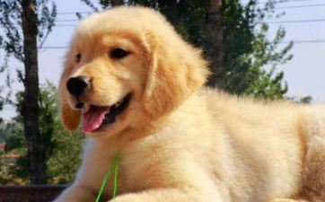 2025年属狗人运势 属狗人2025年有什么劫难