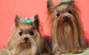 属狗以为一段好的友谊是什么样的