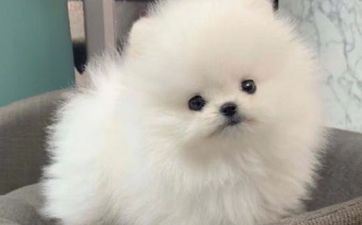 2024年属相为狗者财富大迸发