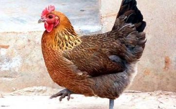 2017年出世属鸡人2025年财气和命运怎么样 2017年出世属鸡人2025年财气和命运怎么样