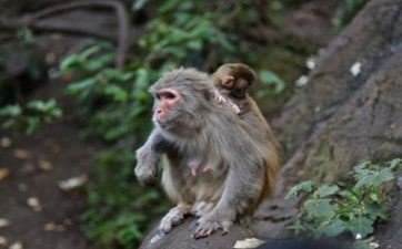 猴和狗在一同有财气吗 猴和狗在一同有财气吗