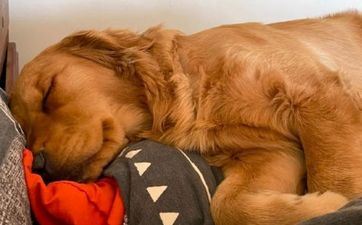 94年属狗最难的几年 94年属狗有劫数是哪几年