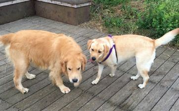 属狗2024年本年应该佩带什么饰品