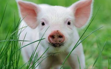 83年属猪二次婚姻在几岁 83属猪的终身婚姻运势怎么 83年属猪二次婚姻在几岁 83属猪的终身婚姻运势怎么