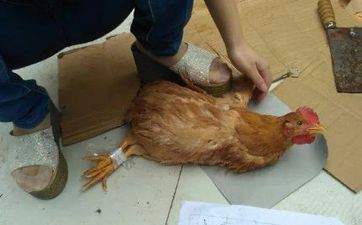 属相鸡：属鸡男的属相婚配表