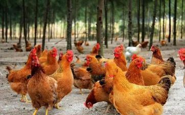 属鸡在2025蛇年的命运怎么 属鸡在2025蛇年的命运怎么