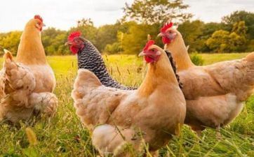 属鸡在哪年财气最旺