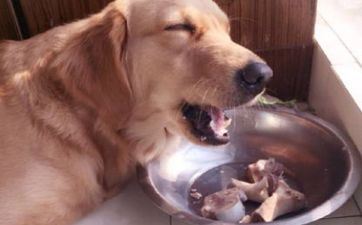 鸡和哪个属相最配，属龙属马属狗