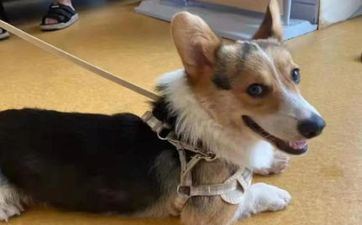 属狗2025年几岁 18年属狗的2025年运势和财气