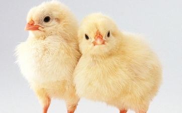 栖宿之鸡终身的命运 1933年属鸡人是什么命