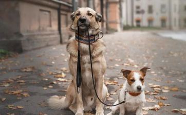 九四年属什么属相婚配 1994年属狗属相运势