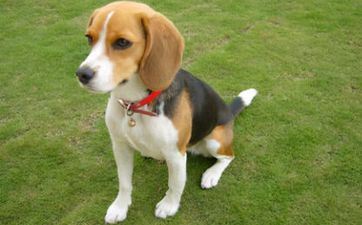 属相狗2025年几岁了 58年属狗2025年运势及运程