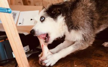 属相狗的性情有什么长处和缺陷