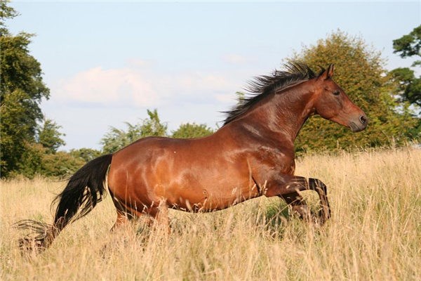 1978属相是哪个，不同月份出世运势