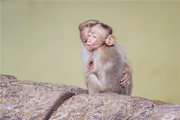 猴年出世的人运势运程