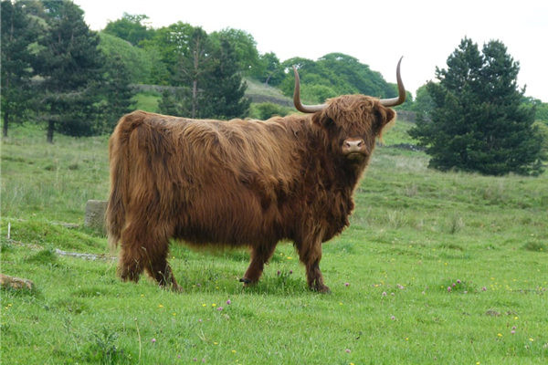 属牛男喜爱的类型