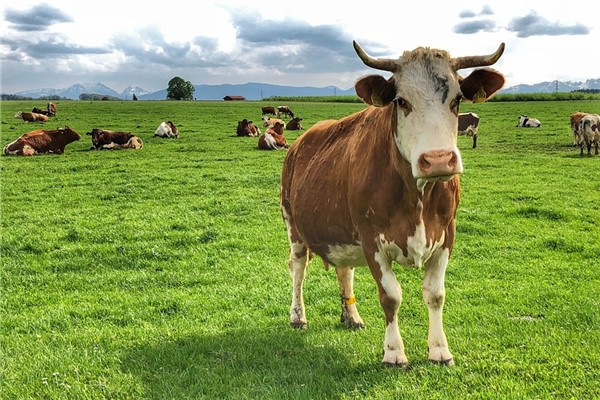 苏民峰属牛2023年运势及运程