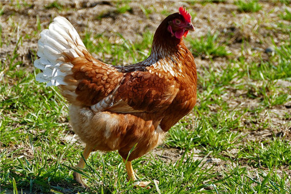 81年属鸡的人终身有几回婚姻