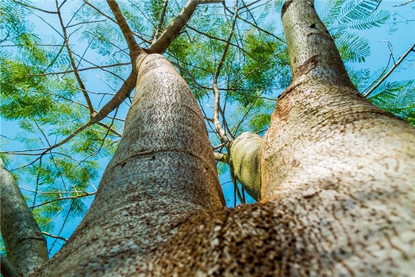 梦见大木是好的预兆吗