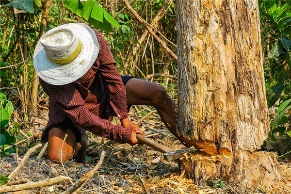 梦到了大伙伐树代表着什么？