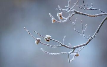 2024年腊月十四出世王姓男孩姓名怎样取 2024年腊月十四出世王姓男孩姓名怎样取