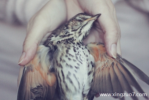 Astro今天运势2025.7.51