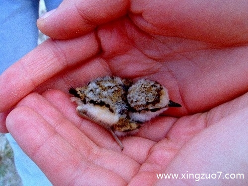 最塔罗一周星座运势(2025.4.21-4.27)1