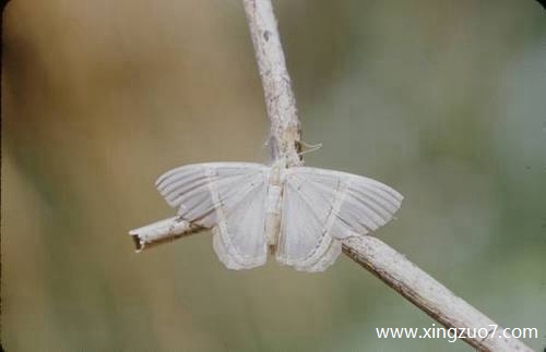 狂月一周星座运势(2025.5.5-5.11)1