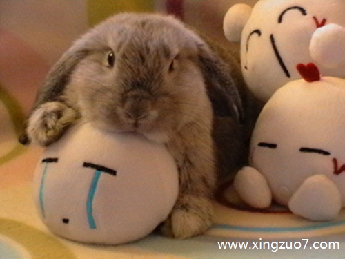 Astro今天运势2025.5.41