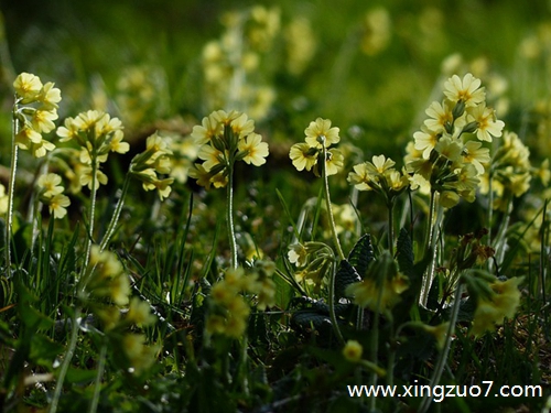 Astro今天运势2025.6.271