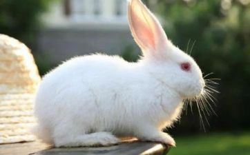 属兔的女宝宝起名宜用字精选 2023出世女兔宝宝好姓名