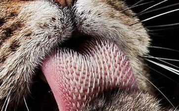 耿姓取姓名大全女孩两字属虎 共同好听姓耿女孩姓名两字