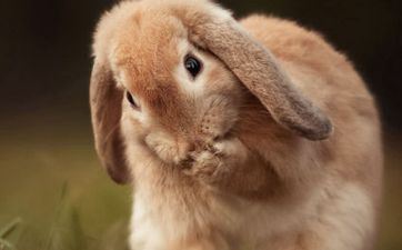 2023兔年属兔取名宜用字有哪些 兔年生人取什么姓名好