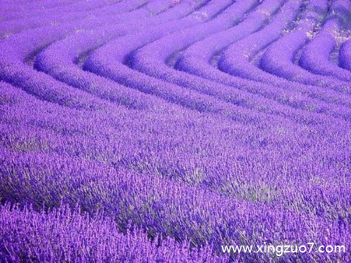 猫石对话今天运势2025.7.41