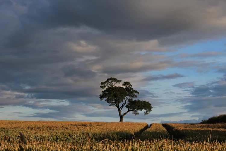 换回爱情和合术揭秘-你是能让他欲罢不能的那朵罂粟花吗？