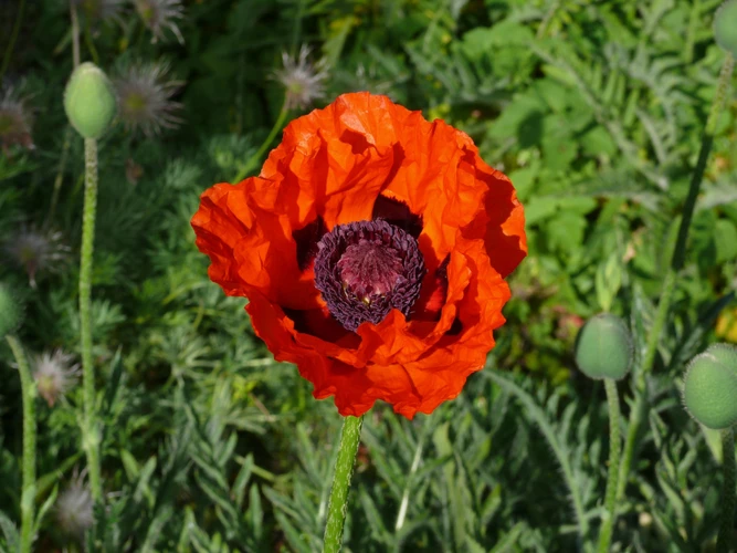 婆媳打骂最后谁该致歉（婆媳闹翻后若何相处）